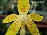 Phalaenopsis pallens x sib