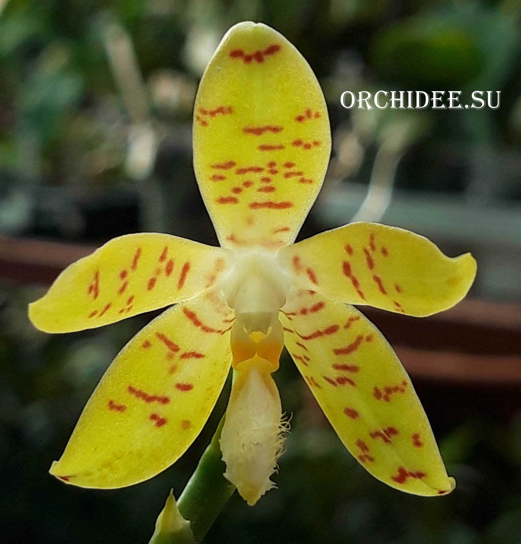 Phalaenopsis pallens x sib