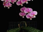 Phalaenopsis schilleriana 'TKB'