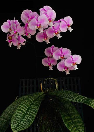 Phalaenopsis schilleriana 'TKB'