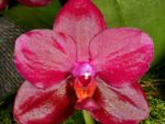Phalaenopsis Sogo Relex '1661'