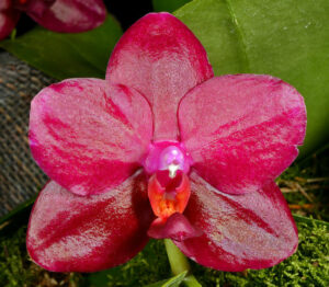 Phalaenopsis Sogo Relex '1661'