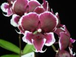 Phalaenopsis Young Pearl