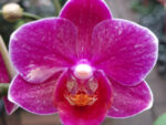 Phalaenopsis PHM 289