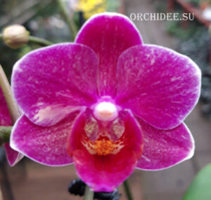 Phalaenopsis PHM 289