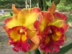 Rhyncholaeliocattleya Chomthong Fancy 'Fireball'