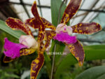 Cattleya Сhoalin Doll