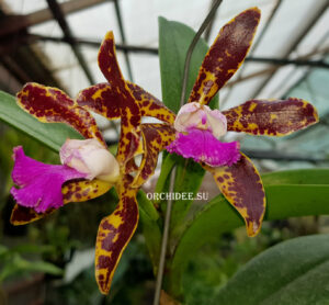 Cattleya Сhoalin Doll