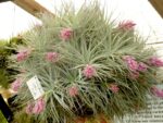 Tillandsia 'Cotton Candy'