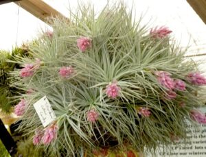 Tillandsia 'Cotton Candy'