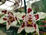 Oncidium hybrid 021