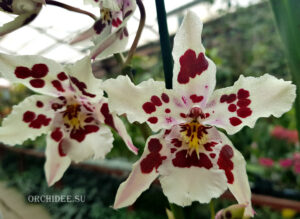 Oncidium hybrid 021