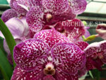 Vanda Nitaya Crimson Love