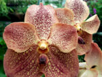 Vanda Sunanda Leopard Tangerine