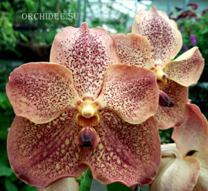 Vanda Sunanda Leopard Tangerine