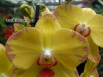 Phalaenopsis PH 288 Ox Golden Lottery