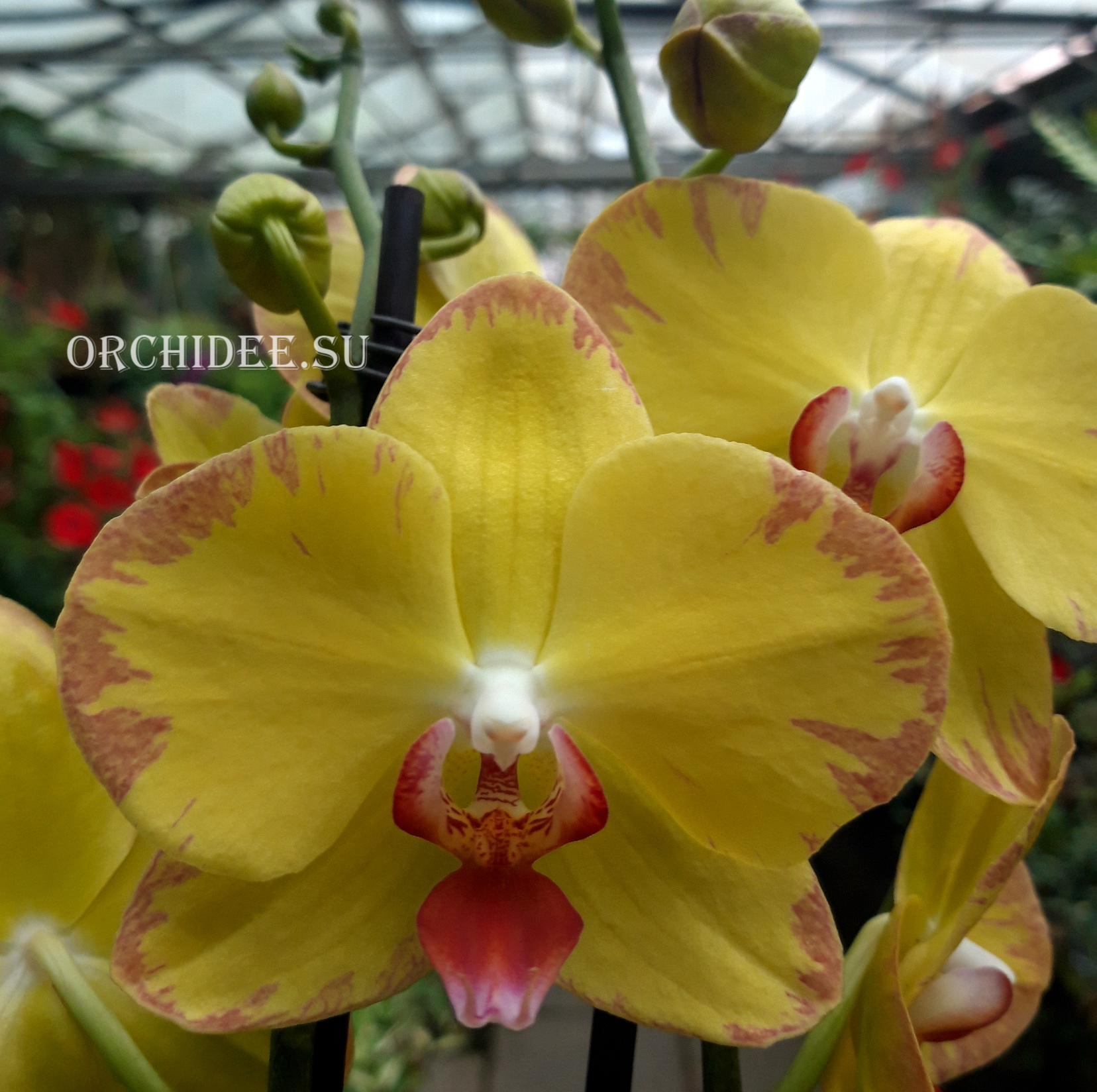 Phalaenopsis PH 288 Ox Golden Lottery