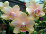 Phalaenopsis PHM 291