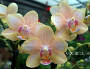 Phalaenopsis PHM 291