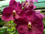 Vanda hybrid 015
