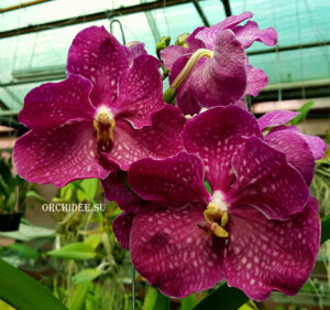 Vanda hybrid 015