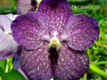 Vanda Nitaya Violet