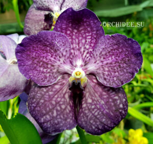 Vanda Nitaya Violet