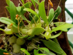 Bulbophyllum ovalifolium