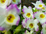 Dendrobium Angel Moon Love Letter