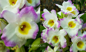 Dendrobium Angel Moon Love Letter