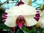Phalaenopsis PH 290