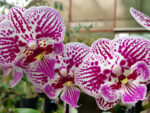 Phalaenopsis PH 292 Big Lip