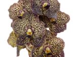 Vanda Sunanda Ocelot Mocha