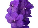 Vanda Tayanee Blue