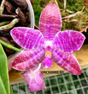 Phalaenopsis lueddemanniana — изображение 2