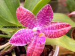 Phalaenopsis lueddemanniana