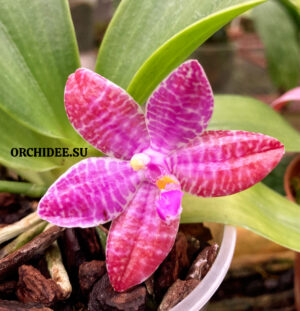 Phalaenopsis lueddemanniana