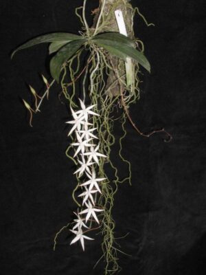 Aerangis kirkii