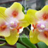 Phalaenopsis Yaphon Green Batman