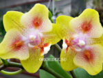 Phalaenopsis Yaphon Green Batman