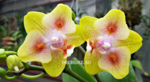 Phalaenopsis Yaphon Green Batman