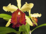 Cattleya dowiana