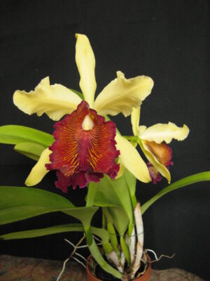 Cattleya dowiana