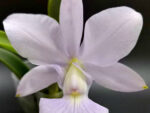 Cattleya walkeriana var blue × sib