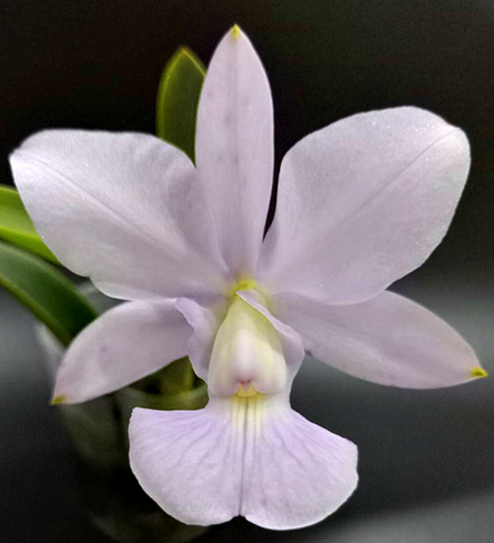 Cattleya walkeriana var blue × sib