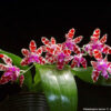 Phalaenopsis mariae