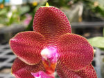 Phalaenopsis Mituo King '997'