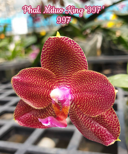 Phalaenopsis Mituo King '997'