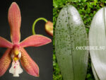 Phalaenopsis Bronze Maiden