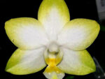 Phalaenopsis Yuan Shan Sweet Girl